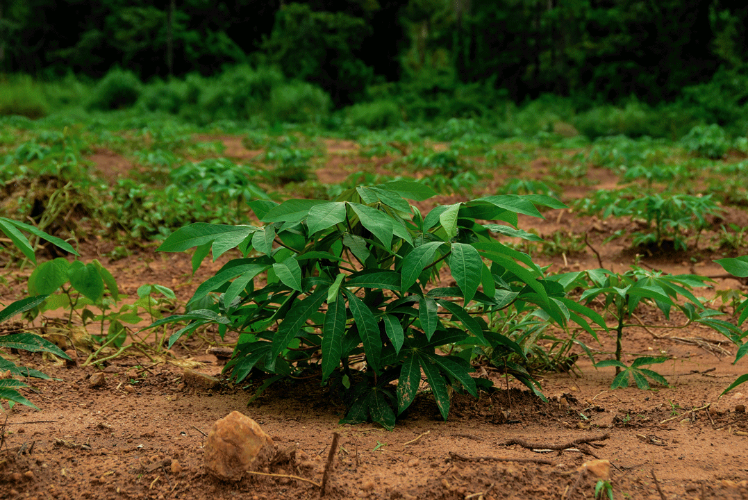 standalone-cassava-plant